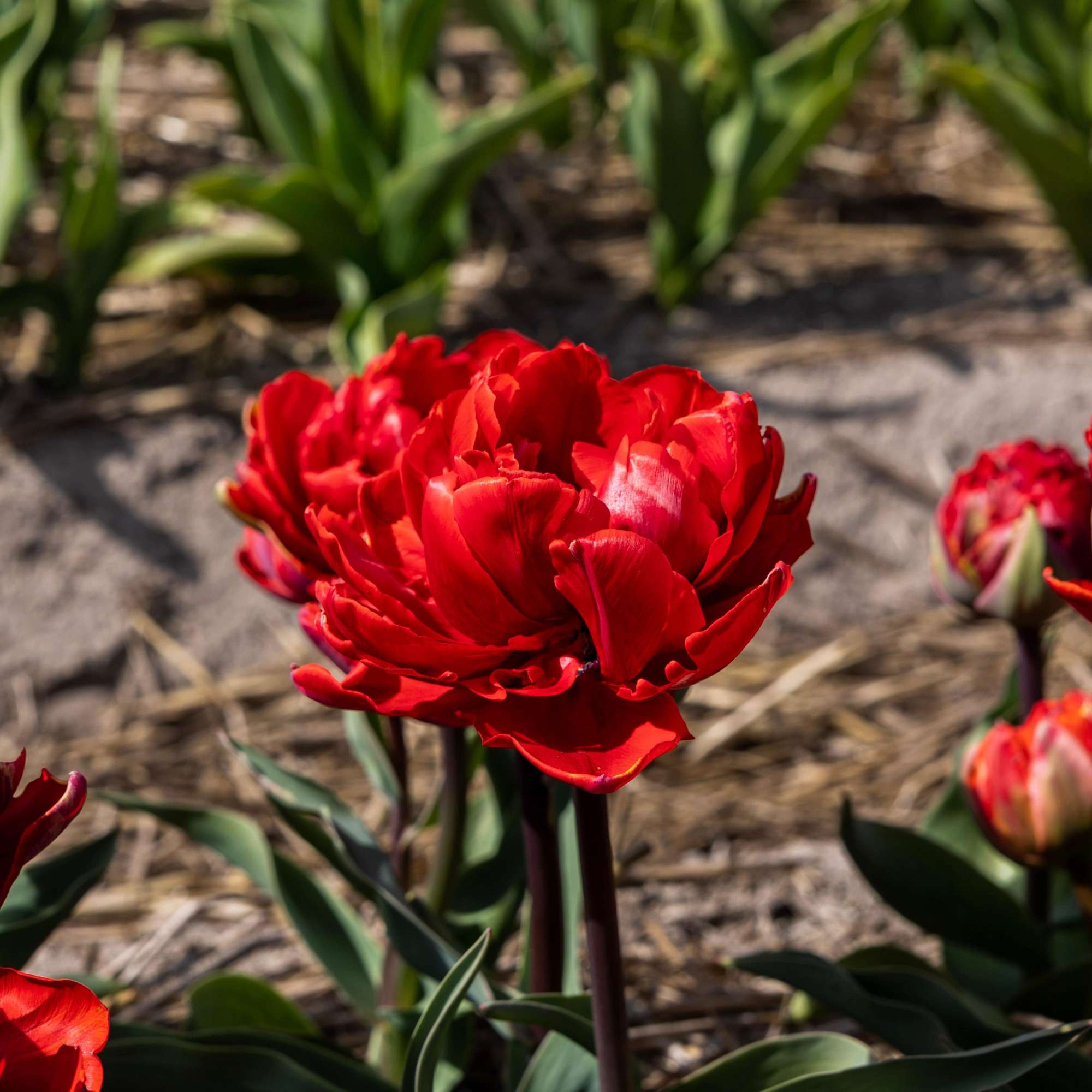 Tulpe 'Red Princess'